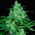 WILD THAILAND (World Of Seeds) Semillas de marihuana feminizadas.