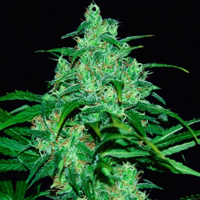 WILD THAILAND (World Of Seeds) Semillas de marihuana feminizadas.