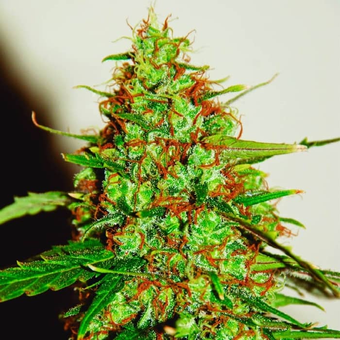AUTO WILD THAILAND RYDER (World Of Seeds) Semillas de marihuana feminizadas autoflorecientes.