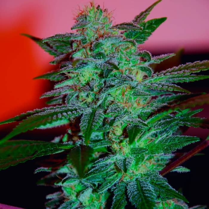 YUMBOLT 47 (World Of Seeds) Semillas de marihuana feminizadas.