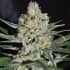 AFGHAN KUSH EARLY HARVEST (World Of Seeds) Semillas de marihuana feminizadas Fast Version.