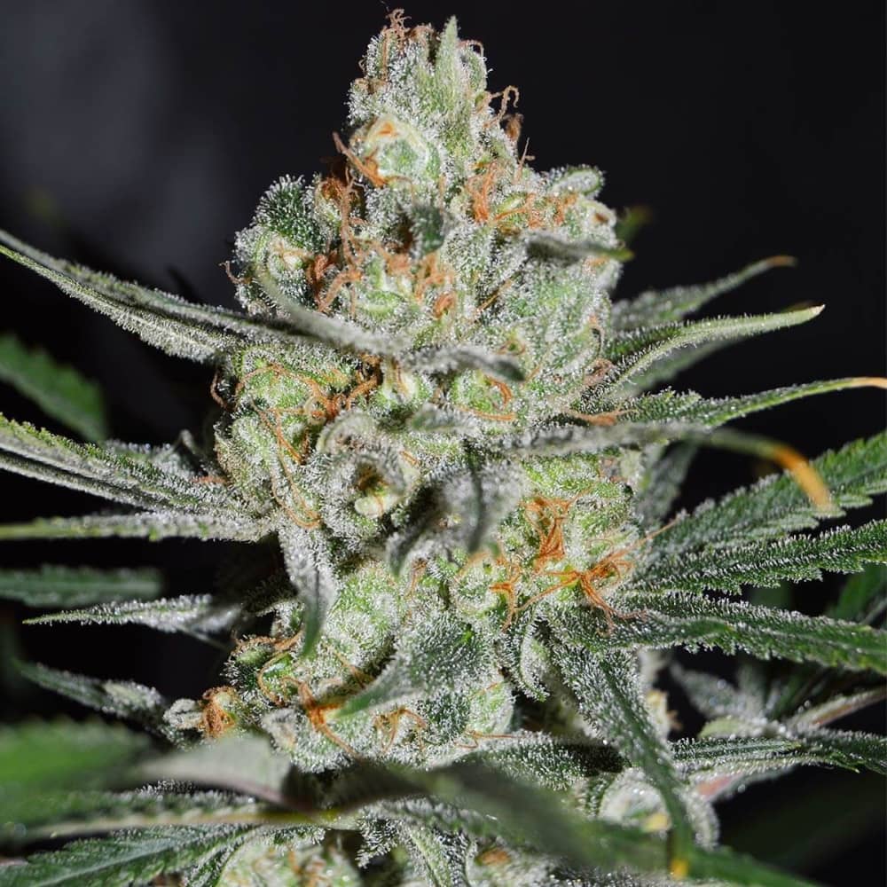 AFGHAN KUSH EARLY HARVEST (World Of Seeds) Semillas de marihuana feminizadas Fast Version.