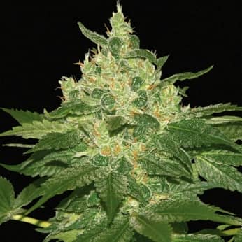 AFGHAN KUSH PURE ORIGIN COLLECTION (World Of Seeds) Semillas marihuana feminizadas.