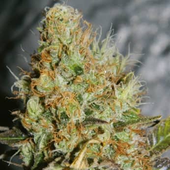 AFGHAN KUSH SPECIAL (World Of Seeds) Semillas de marihuana feminizadas.
