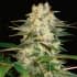AUTO AFGHAN KUSH RYDER (World Of Seeds) Semillas de marihuana feminizadas autoflorecientes.