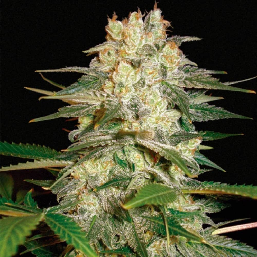AUTO AFGHAN KUSH RYDER (World Of Seeds) Semillas de marihuana feminizadas autoflorecientes.