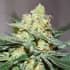 AFGHAN KUSH X SKUNK (World Of Seeds) Semillas de marihuana feminizadas.