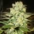 AFGHAN KUSH X WHITE WIDOW (World Of Seeds) Semillas de marihuana feminizadas.