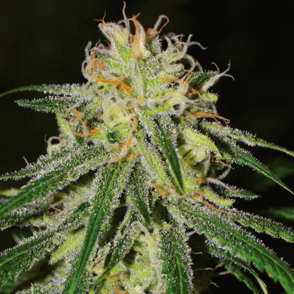 AMNESIA (World Of Seeds) Semillas de marihuana feminizadas.