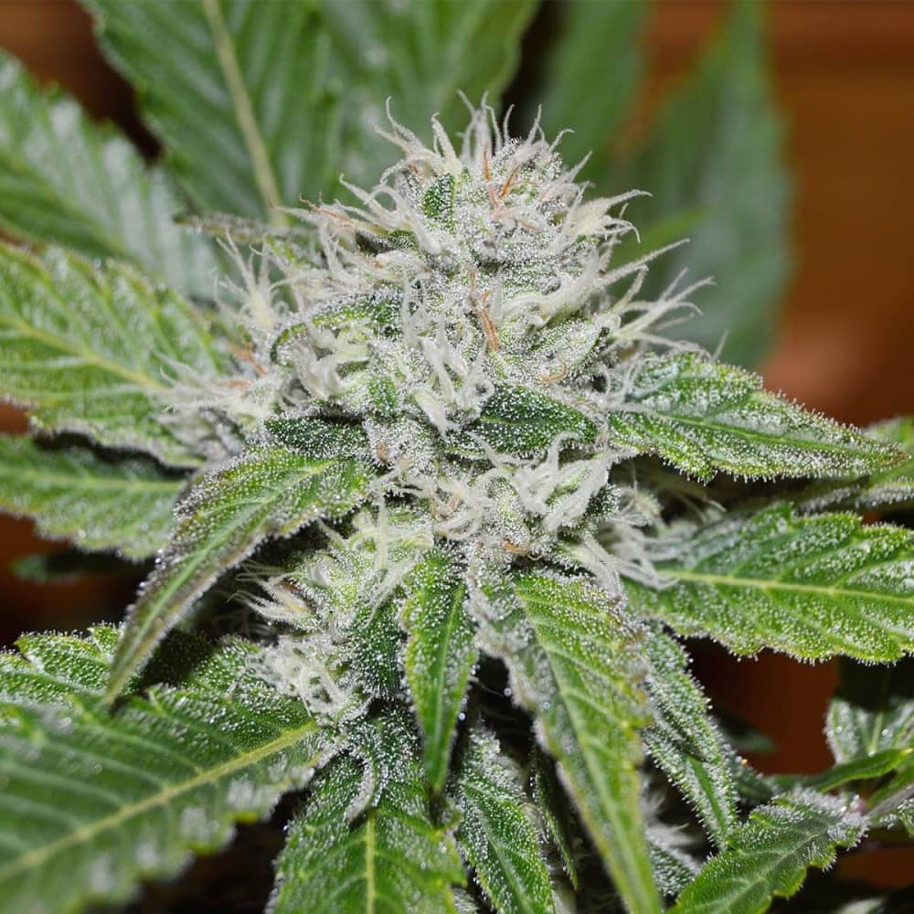 AUTO AMNESIA RYDER (World Of Seeds) Semillas de marihuana feminizadas autoflorecientes.