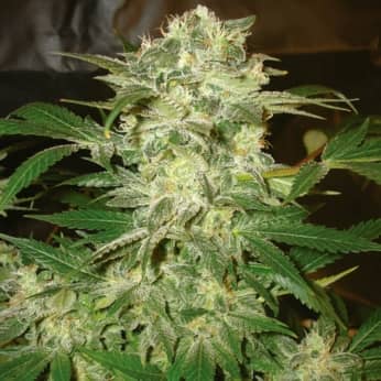 MAZAR KUSH (World Of Seeds) Semillas de marihuana feminizadas.