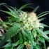 MALIBU (The Kush Brothers Seeds) Semillas de marihuana feminizadas.