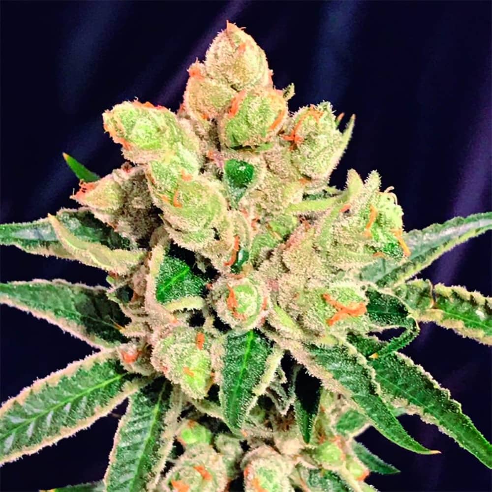 BANANA SHERBET (The Kush Brothers Seeds) Semillas de marihuana feminizadas.