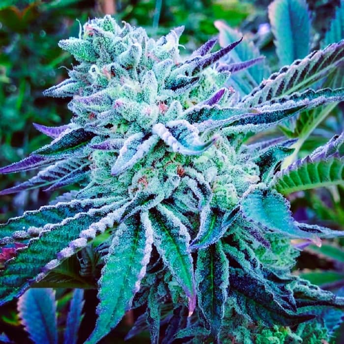 CHEESE CAKE COOKIES (The Kush Brothers Seeds) Semillas de marihuana feminizadas.