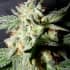 CONFIDENCIAL MEDICINE (The Kush Brothers Seeds) Semillas de marihuana feminizadas.