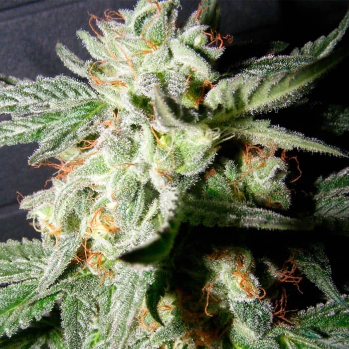 CONFIDENCIAL MEDICINE (The Kush Brothers Seeds) Semillas de marihuana feminizadas.