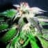 CONFIDENTIAL OG (The Kush Brothers Seeds) Semillas de marihuana feminizadas.