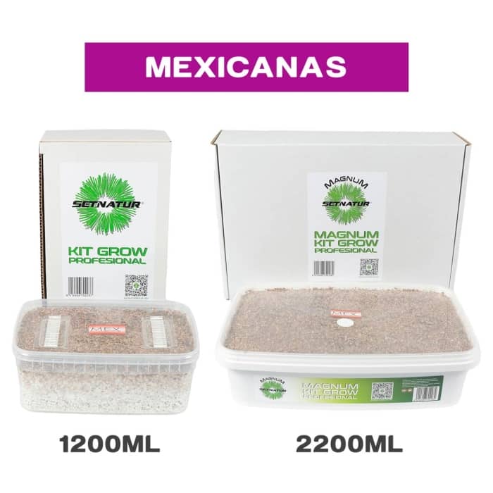 Kit de setas Mexicanas de Setnatur Psilocybe Cubensis