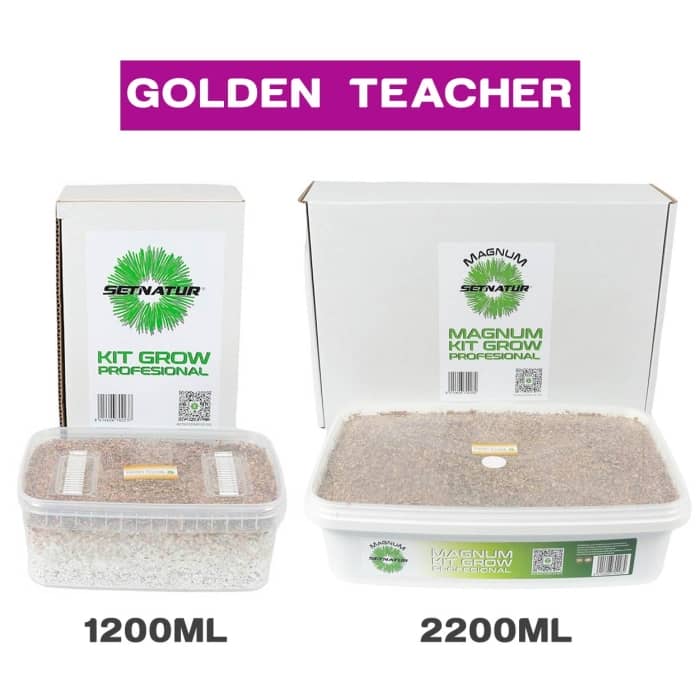 Kit de setas mágicas Golden Teacher de Setnatur. Hongos mágicos