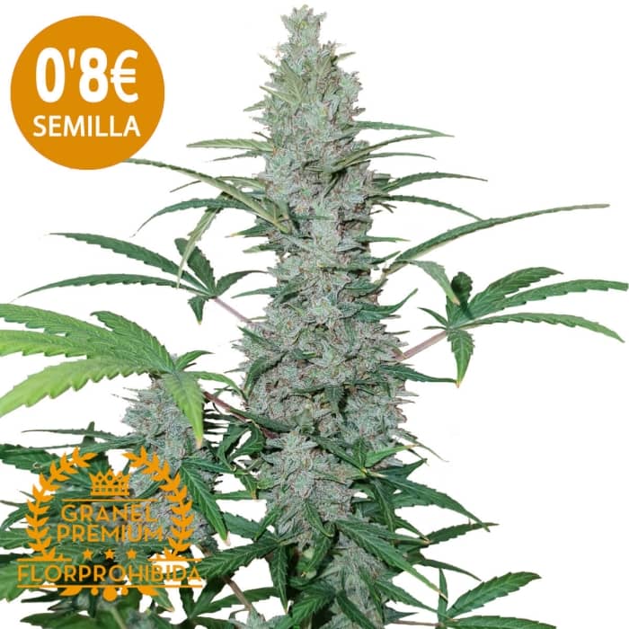 Semillas a granel Black Domina