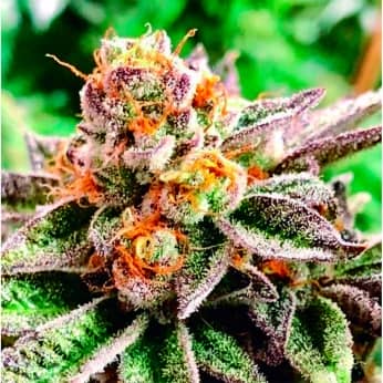 DOSIDOSS (The Kush Brother Seeds)