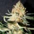 EXOTIC KUSH (The Kush Brother Seeds)