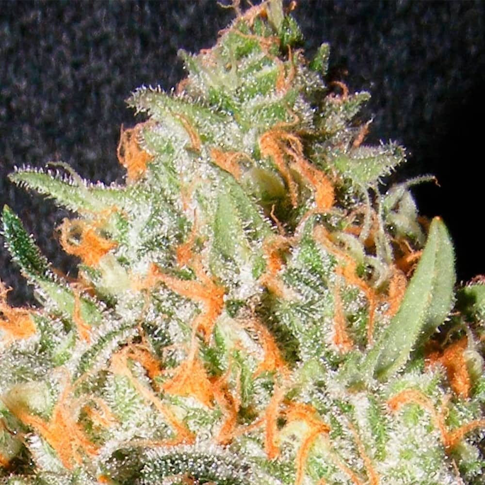 EXOTIC KUSH (The Kush Brother Seeds)