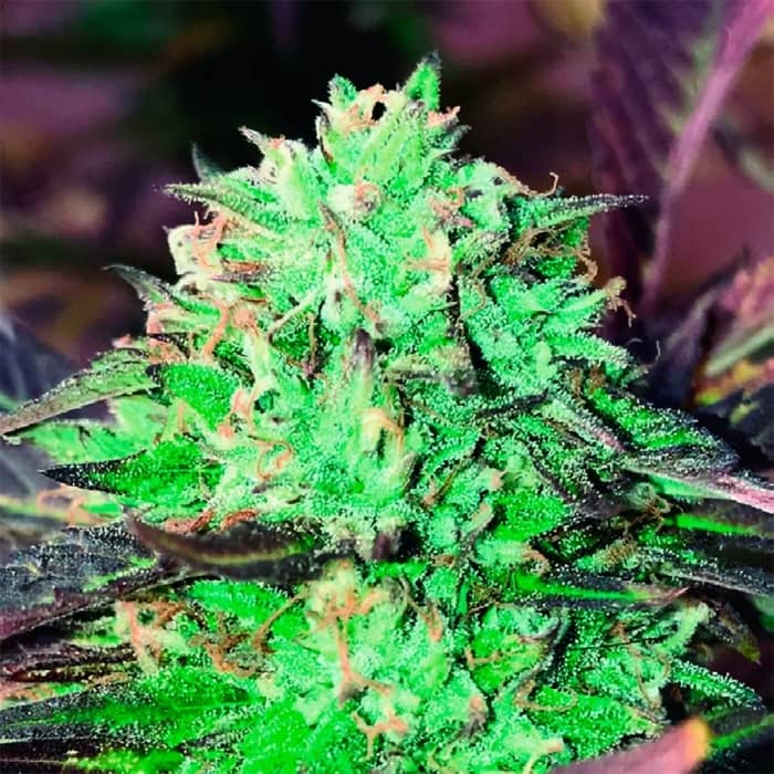 Semillas Gelato Royal de the Kush Brothers