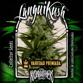 LANGUI KUSH (The Kush Brother Seeds)