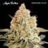 APPLE FRITTER (Advanced Seeds)
