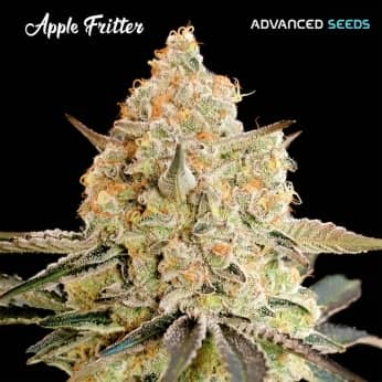 APPLE FRITTER (Advanced Seeds)