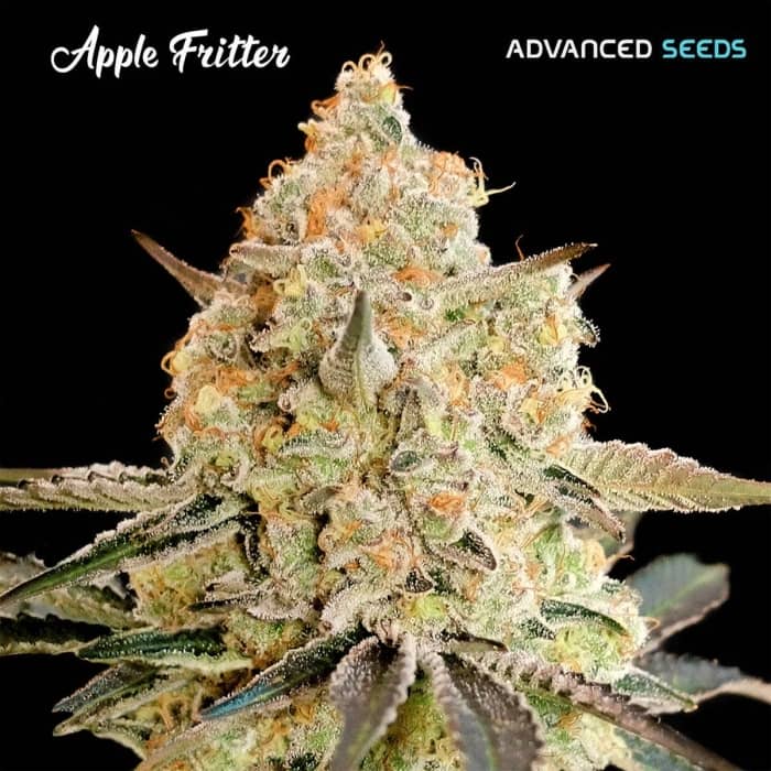 APPLE FRITTER (Advanced Seeds)