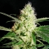 YELLOWSTONE (The Kush Brothers Seeds)