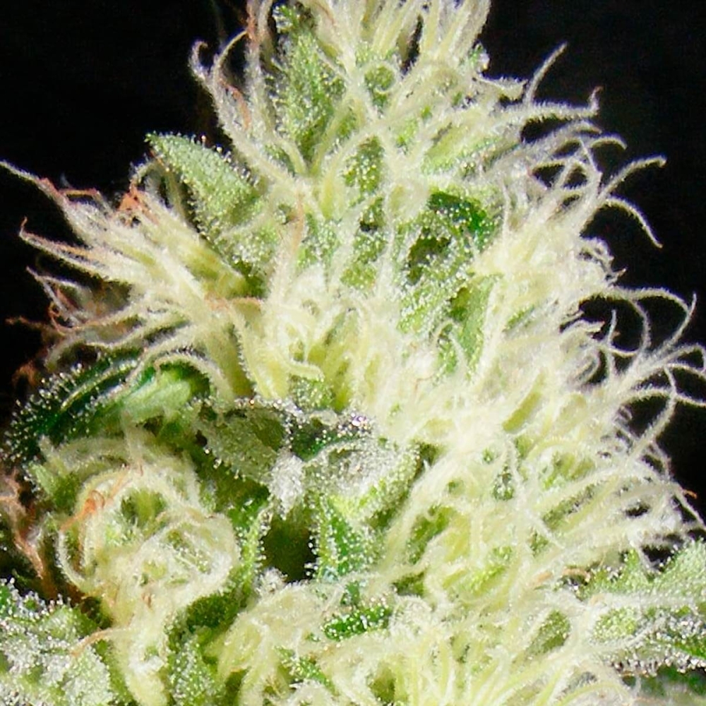 YELLOWSTONE (The Kush Brothers Seeds)