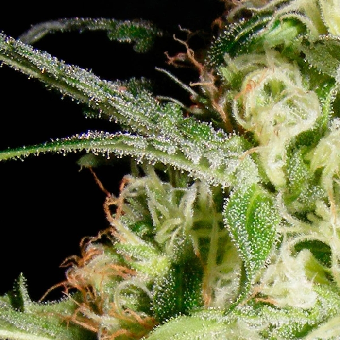 YELLOWSTONE (The Kush Brothers Seeds)