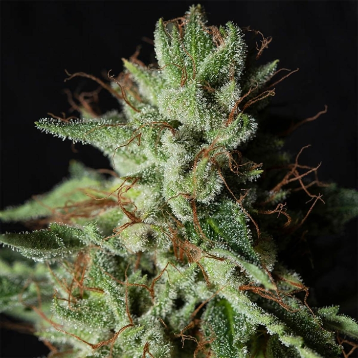 GORILLA CANDY (Eva Seeds)