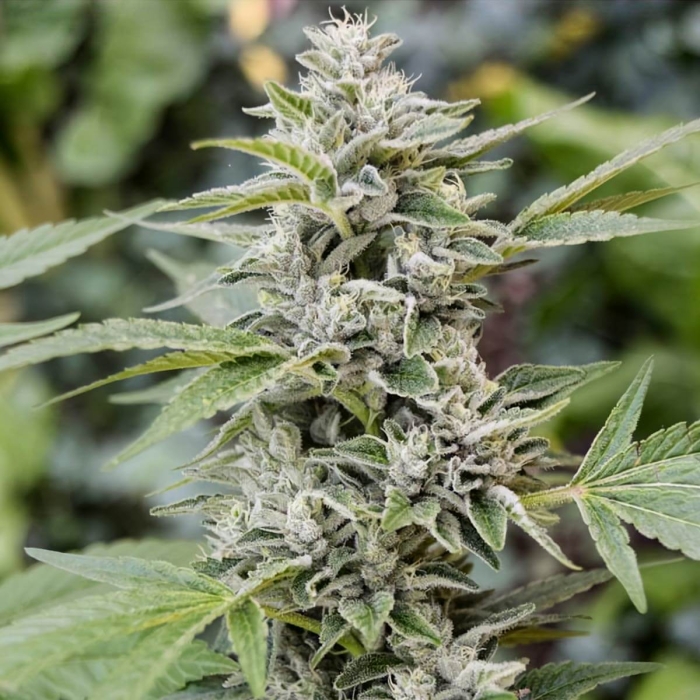 GORILLA CANDY (Eva Seeds)