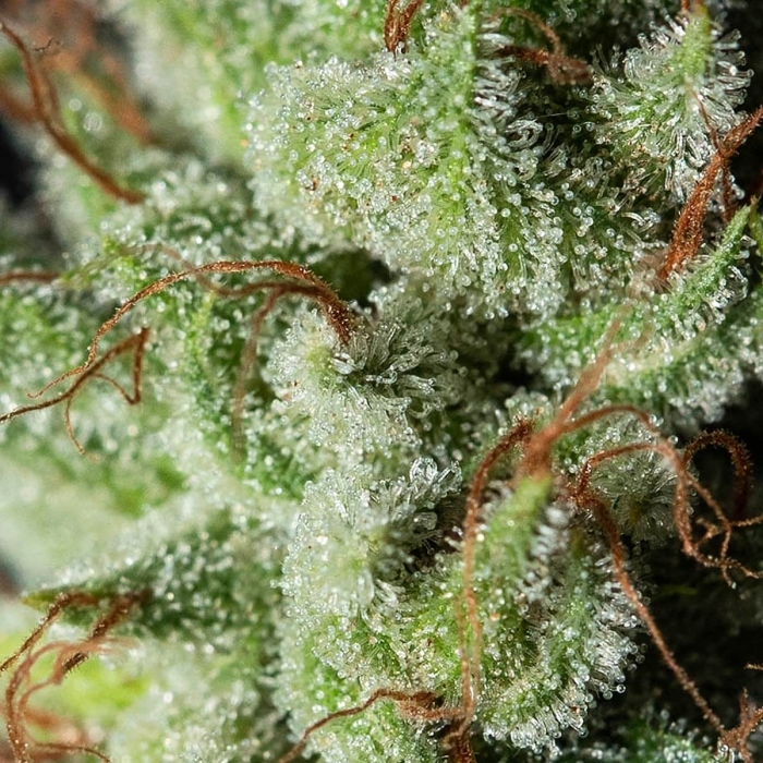 GORILLA CANDY (Eva Seeds)