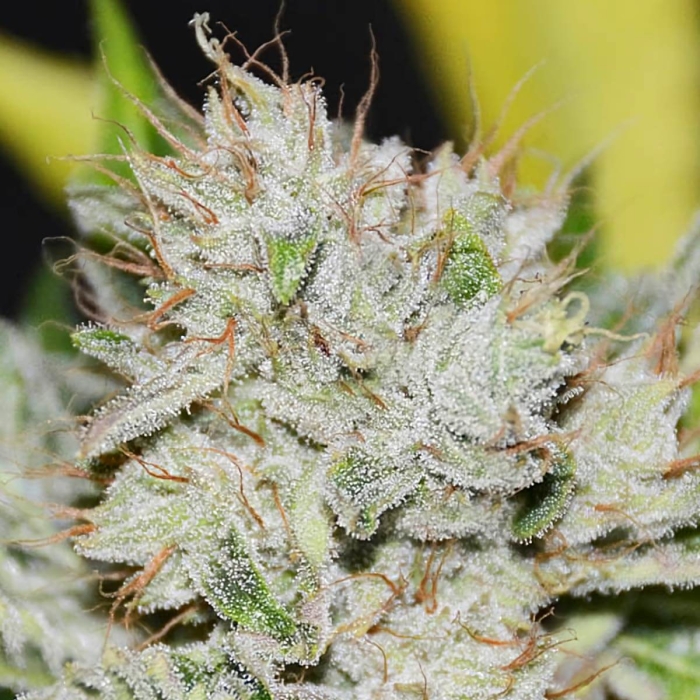 GORILLA CANDY (Eva Seeds)