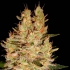 CRAZY MISS HYDE (Samsara Seeds)