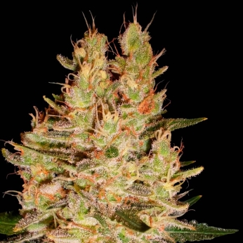CRAZY MISS HYDE (Samsara Seeds)