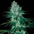 EL ALQUIMISTA (Samsara Seeds)