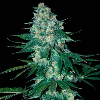 EL ALQUIMISTA (Samsara Seeds)