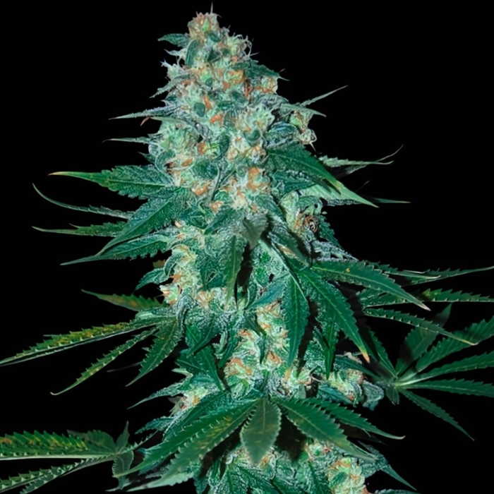 EL ALQUIMISTA (Samsara Seeds)