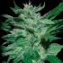AUTO FLASH BABYLON (Samsara Seeds)