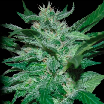 AUTO FLASH BABYLON (Samsara Seeds)