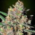 GREEN LOVE POTION (Samsara Seeds)