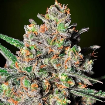 GREEN LOVE POTION (Samsara Seeds)