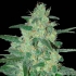 HOLY GRAIL 69 (Samsara Seeds)