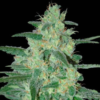 HOLY GRAIL 69 (Samsara Seeds)